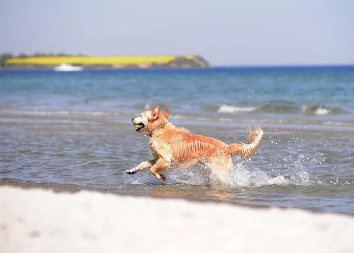 Seestern Whg 2 27 בולטנהאגן